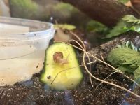 5 afrikanische Riesenschnecken suchen liebevolles Zuhause Kreis Pinneberg - Quickborn Vorschau