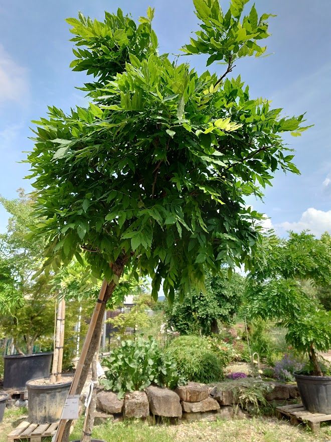 Blauregen Wisteria sinensis Hochstamm Höhe: ca. 270cm  (Nr. 2) in Ofterdingen