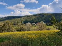 Fange gesichtete Bienenschwärme  Hessen - Weißenborn Vorschau