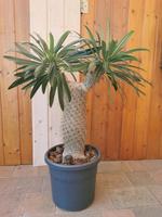 Schöne Madagaskarpalme Höhe ca. 80 cm Hessen - Eppstein Vorschau