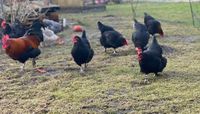Marans Eier keine Bruteier Hühnereier Bayern - Eitting Vorschau