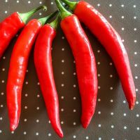 Hot Fajita Chili aus Mexiko 20 Korn Schärfe 6-8 Bayern - Werneck Vorschau