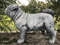 Mops Möpse 20kg 45cm Kaiserhund Pug Carlin Carlino Hund Doguillo Brandenburg - Schönefeld Vorschau