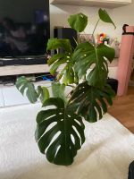 Monstera deliciosa abzugeben Dresden - Cotta Vorschau