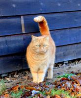 Katze Lili seit 14.3.24 vermisst in Eda West Brandenburg - Elsterwerda Vorschau