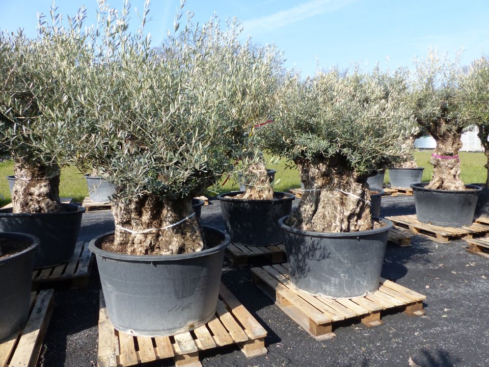 samstags Lagerverkauf Palme Olive Feige mediterrane Pflanzen in Goch