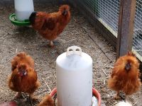 Große Seidenhuhn Hähne Schleswig-Holstein - Seedorf Vorschau