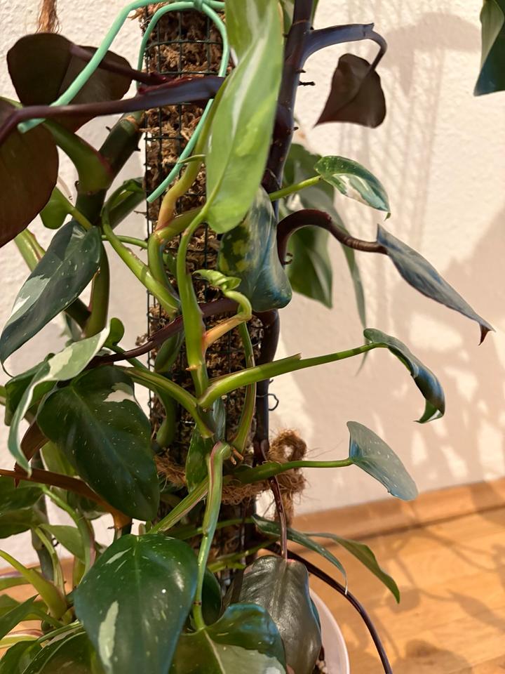 Philodendron Pink Princess White Wizzard Zimmerpflanze Moosstab in Dresden