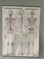 Medizinplakat, anatomisches Plakat, Skelett Baden-Württemberg - Gärtringen Vorschau