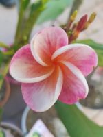 Frangipani - Plumeria Ruba - Hawaiipalme -Tempelbaum viele Sorten Bayern - Pfaffenhofen a.d. Ilm Vorschau