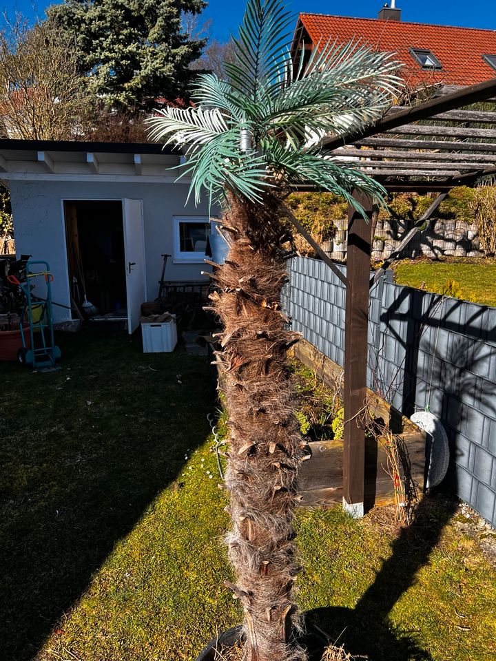 Palme, Hanfpalme, Zimmerpflanze, Deko, Strand, Dekopalme in Stockach