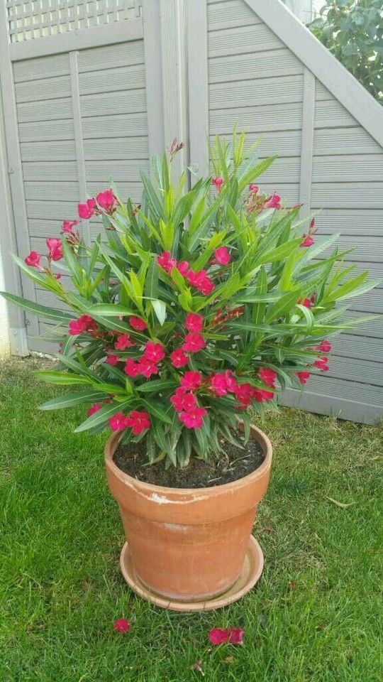 Oleander Samen (Nerium oleander) rot 30 St. in Holzgerlingen