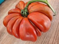 Tomate Fleur de Reagir - 10 Samen Leipzig - Gohlis-Mitte Vorschau