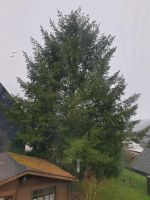 Baum Holz Fällen Rheinland-Pfalz - Herdorf Vorschau