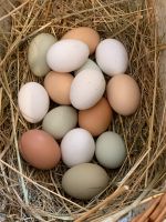 Eier Hühnereier Freilauf Köy Yumurtasi Яйца بيض Eggs Niedersachsen - Neuenkirchen-Vörden Vorschau