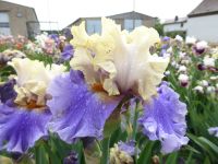 Hohe Iris/Schwertlilie -winterhart- Rheinland-Pfalz - Rockenhausen Vorschau