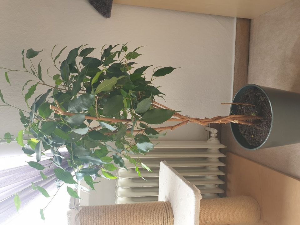 Zimmerpflanzen/Ficus in Pattensen