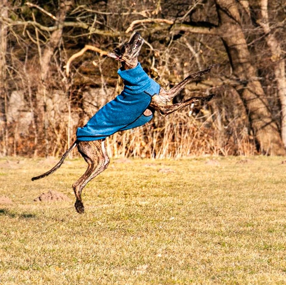 NERO Galgo Rüde Tierschutz Hund in Großenwiehe