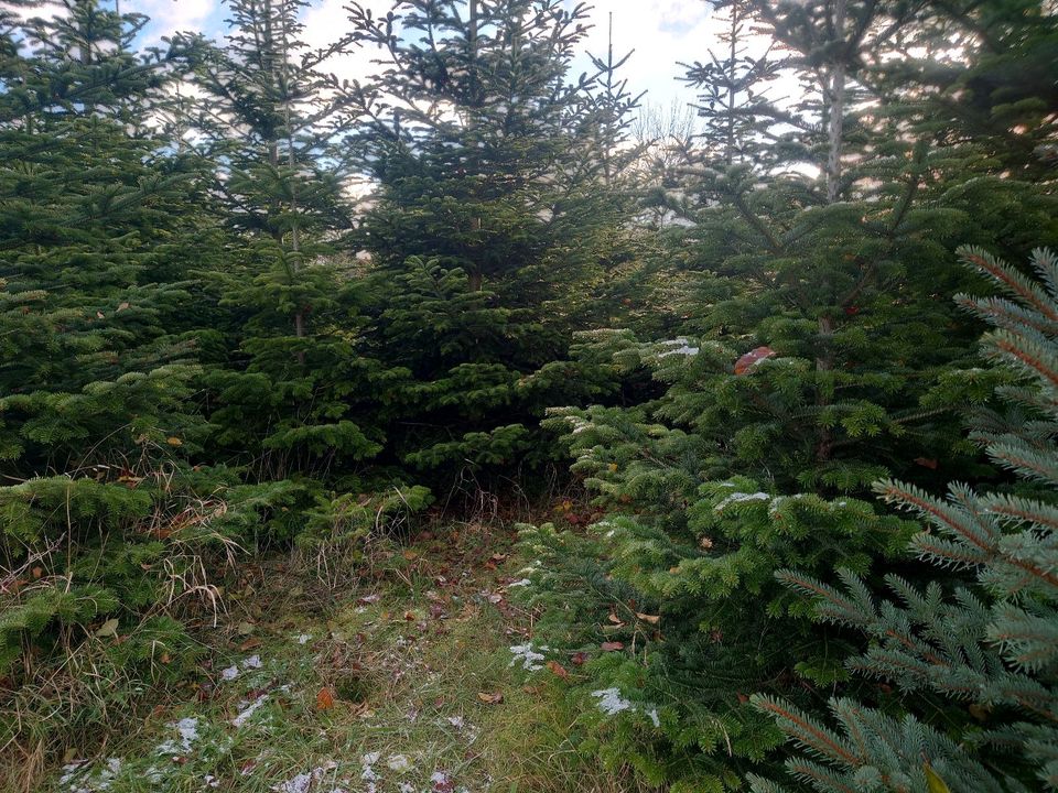 Tannengrün Nordmanntanne Blaufichte Weihnachtsbaum in Küstriner Vorland