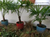 Palme Hanfpalme Trachycarpus fortunei Niedersachsen - Osnabrück Vorschau