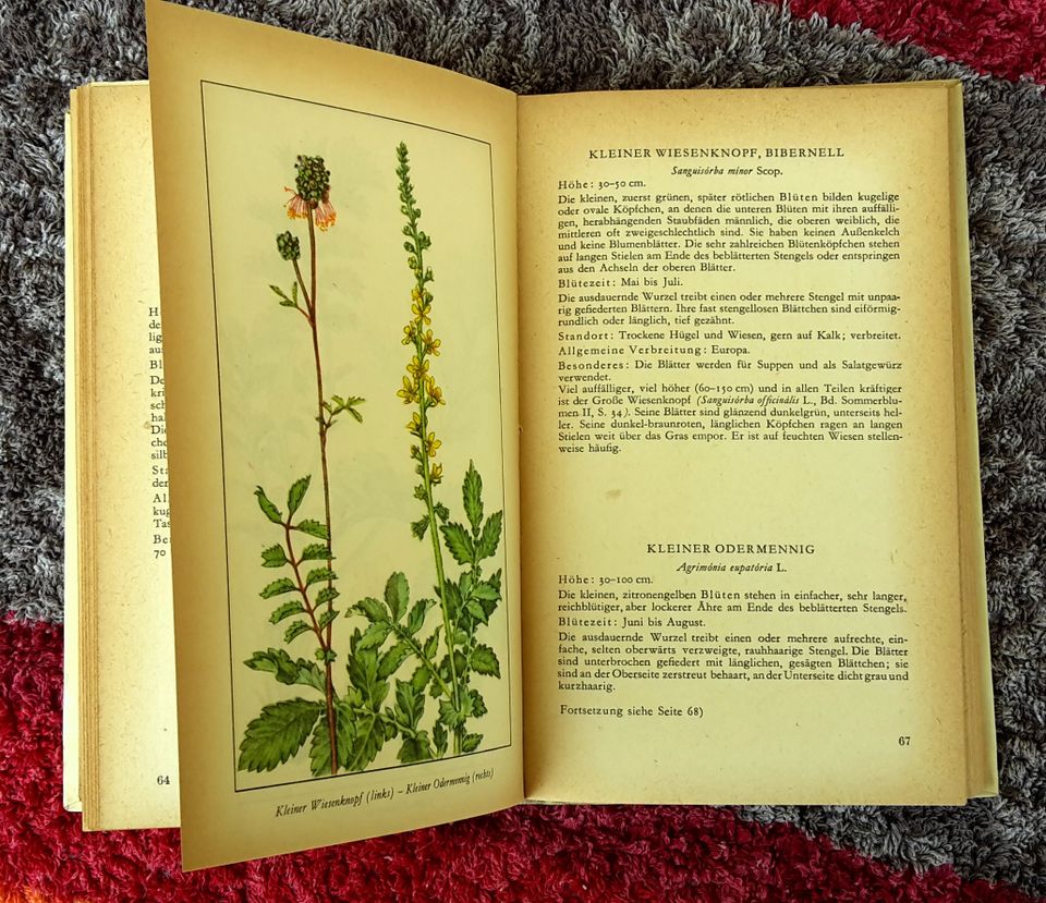 Taschenbuch der Heimischen Sommerblumen Band 1 mit 170 Seiten in Jena