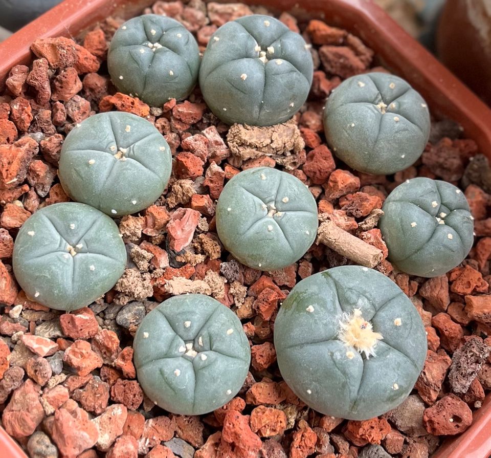 Lophophora williamsii (Preis pro Stück) + Samen zur Zucht in Hainspitz