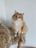 Sibirische Katze mit Stammbaum sucht Baden-Württemberg - Holzgerlingen Vorschau