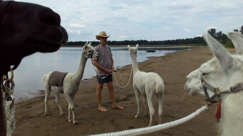 Alpaka Lama Wanderung - am Spremberger Stausee in Neuhausen/Spree