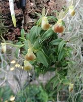 Orchidee - Epidendrum porpax Thüringen - Münchenbernsdorf Vorschau