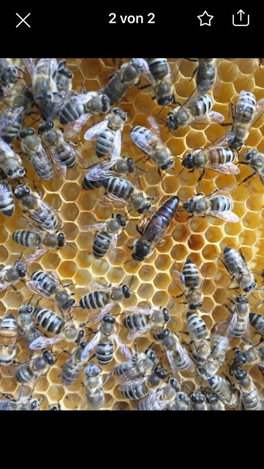 Bienen Ableger Deutsch Normalmaß in Kelsterbach
