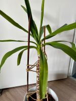 Yucca Palme, Topfpflanze, Zimmerpflanze Hessen - Vellmar Vorschau