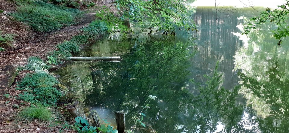 Teich Angelteich Fischteich Waldgrundstück Idylle in Hessen