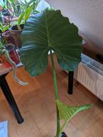 Ableger Elefantenohr - griechische Alocasia gageana Obervieland - Arsten Vorschau