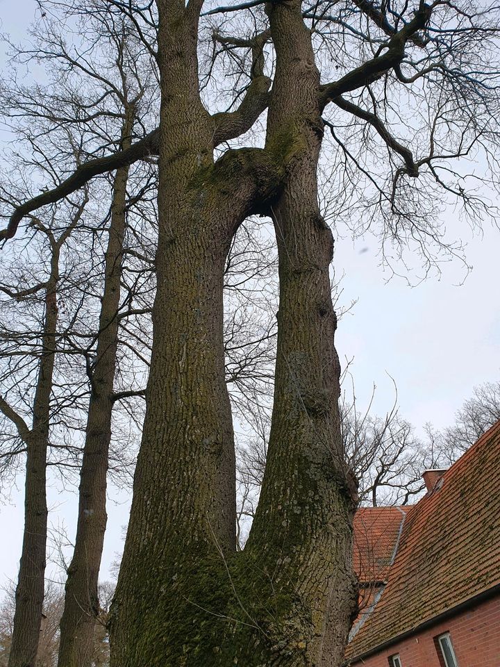 Eiche XXL Zwiesel 120cm Stammholz Eichenstamm in Sassenberg