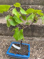 Verkaufe Weinstock Bonsai Otello Bayern - Höhenberg i. T. Vorschau