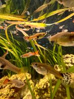 ☘️☘️Endler Guppys ☘️☘️ Sachsen - Eibenstock Vorschau