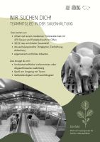 Teammitglied in der Sauenhaltung/Landwirtschaft/Sauenstall Nordrhein-Westfalen - Olfen Vorschau