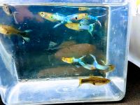 Japan blau Guppys Endler Guppys Bd frei Guppy Fische Aquarium Gup Thüringen - Heilbad Heiligenstadt Vorschau