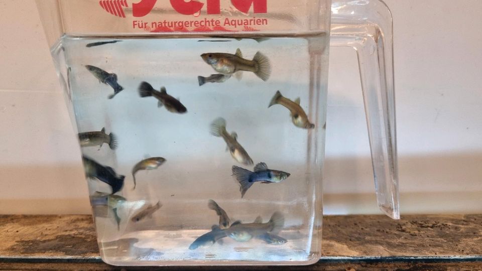 Verkaufe Guppy / Lebendgebärende Zahnkarpfe Japan Blau Jungtiere. in Marbach am Neckar