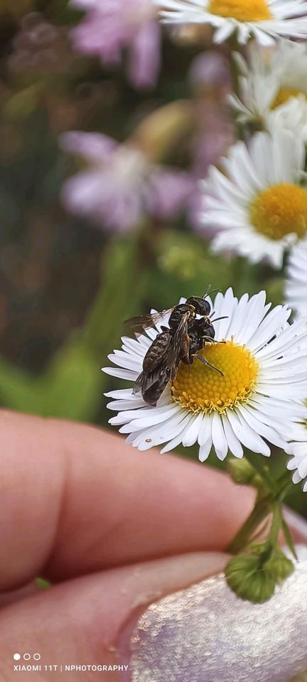 Samen Berufkraut/Feinstrahl einjährig in Schwerin