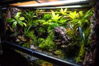 Paludarium // Regenwaldterrarium Niedersachsen - Harpstedt Vorschau