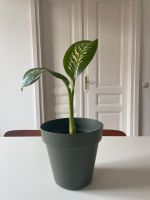 Dieffenbachie Pflanze - tropische Zimmerpflanze Frankfurt am Main - Nordend Vorschau