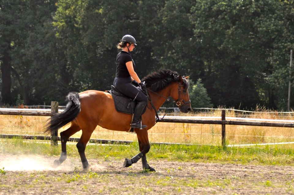 Reitbeteilgung in Neukirchen-Vluyn