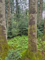 Verkaufe 4.260m² Wald bei Seeon Bayern - Obing Vorschau