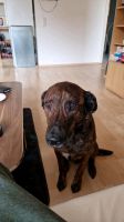Mischlings Hund sucht dringend ein für immer zuhause Hessen - Groß-Umstadt Vorschau