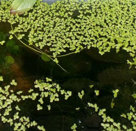 Wasserlinse Aquarium Gartenteich Pflanzen in Thalheim/Erzgebirge