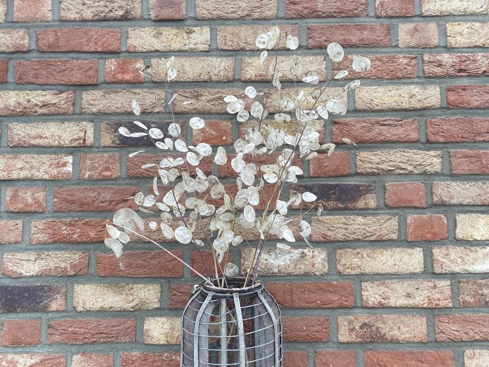 Trockenblumen Silberlinge Silberblatt Deko Blumenstrauß Hochzeit in Herzogenrath