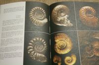 Fachbuch Ammoniten Versteinerungen Fossilien Paläontologie Sammel Thüringen - Weimar Vorschau