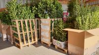 ab 1,19€ Pflanzen-Sonderverkauf, Samstags in Ellerhoop Kreis Pinneberg - Ellerhoop Vorschau