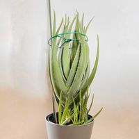 Aloe Vera Pflanze ca. 85cm inkl. 7 Ableger Hessen - Wehrheim Vorschau